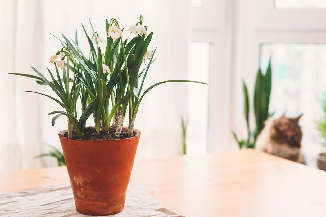 Images Willow Window