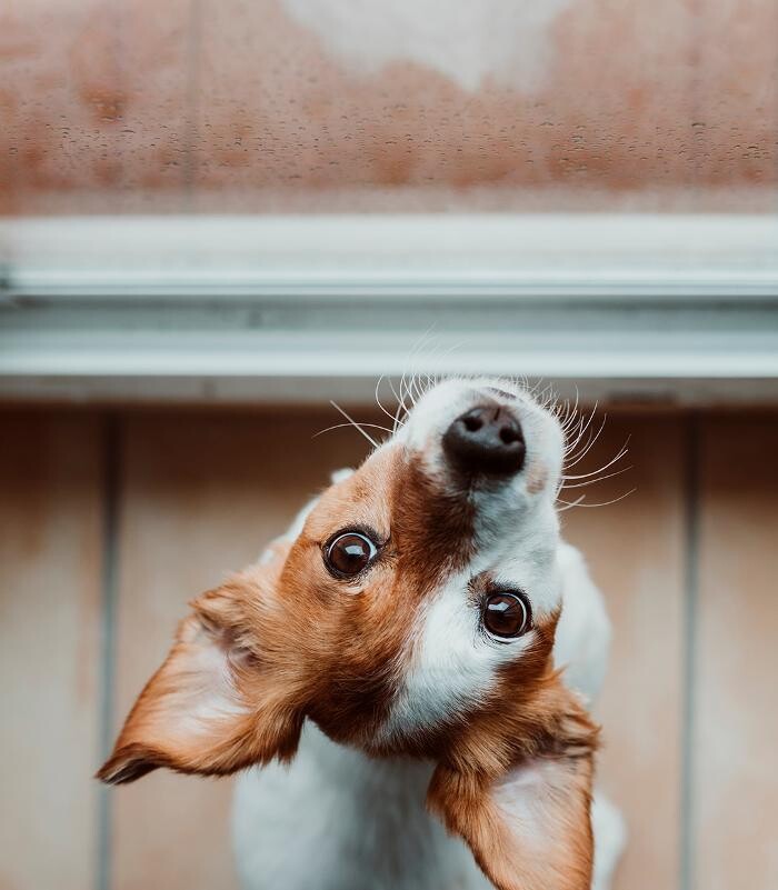 Images Willow Window