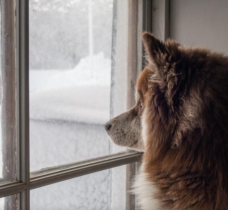 Images Willow Window