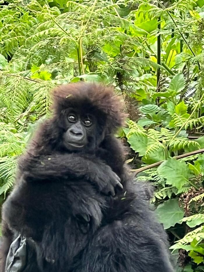 Images Willow Window