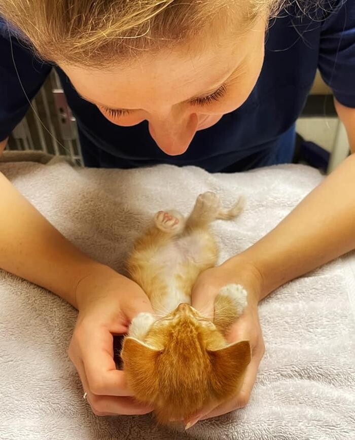 Images Stonebridge Family Vet