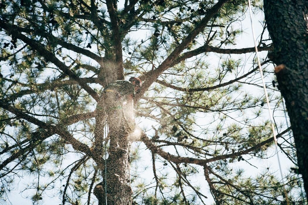 Images Top Tier Trees