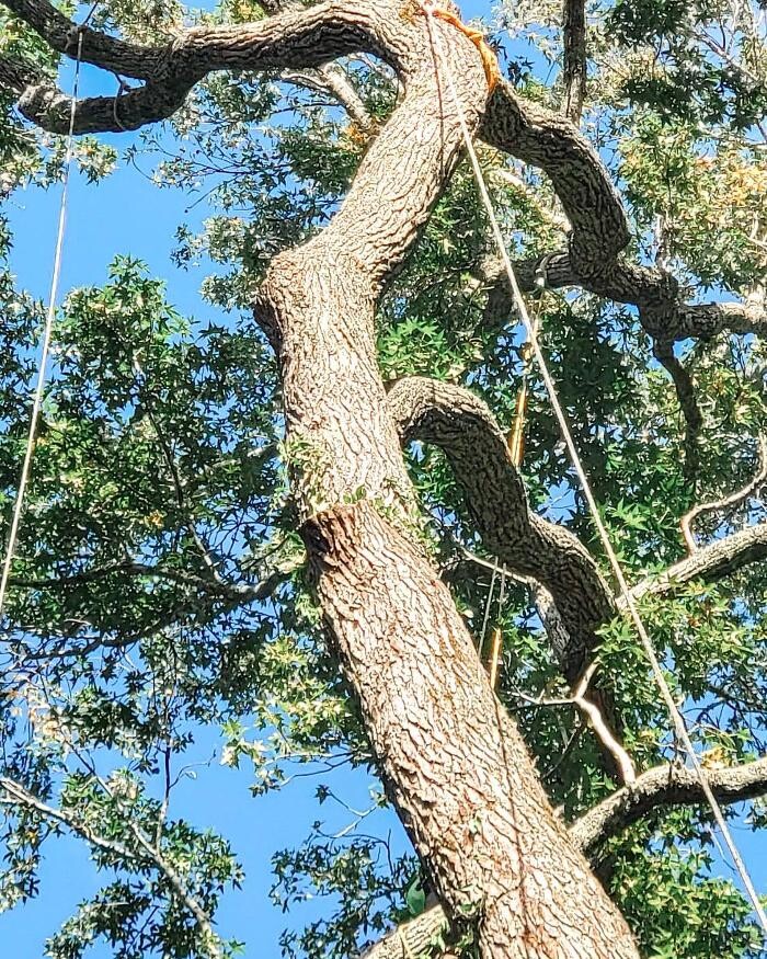 Images Top Tier Trees