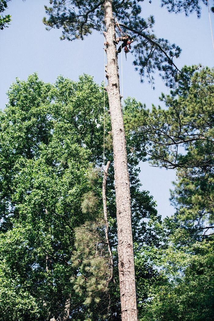 Images Top Tier Trees