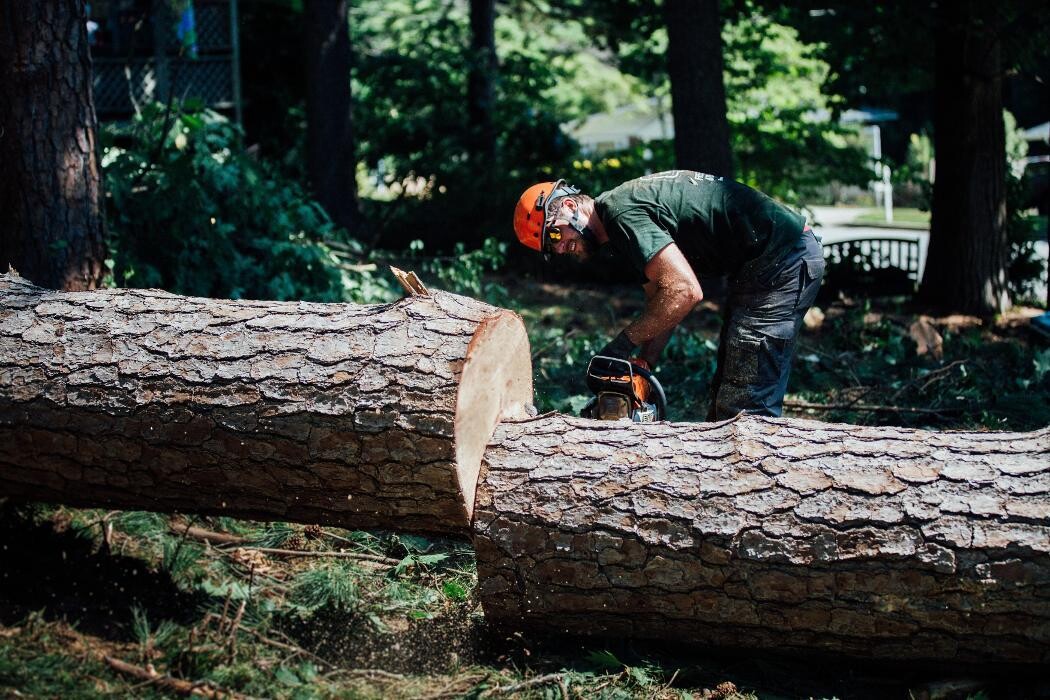 Images Top Tier Trees