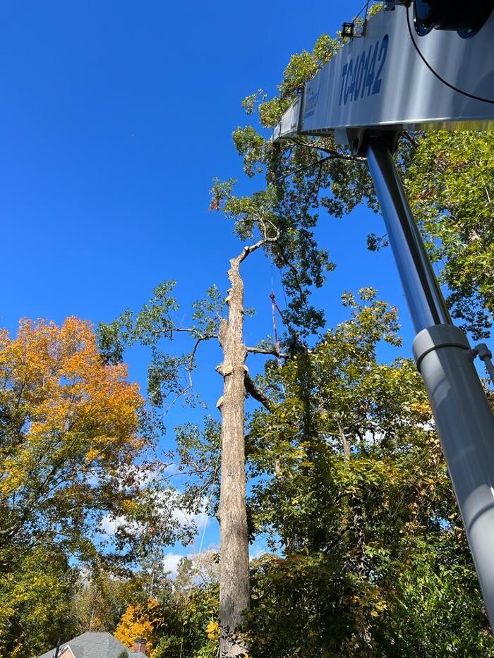 Images Top Tier Trees