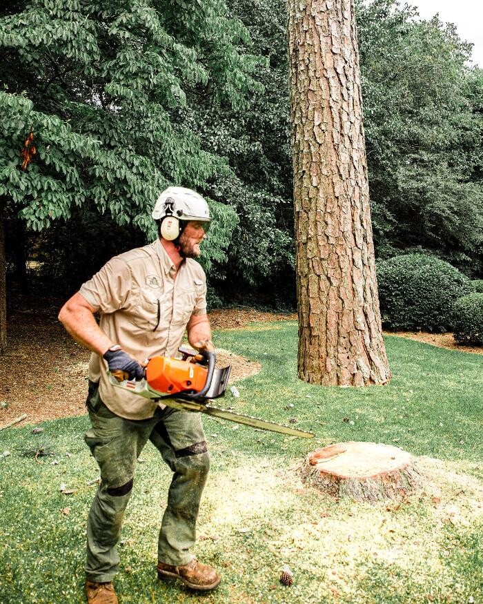 Images Top Tier Trees