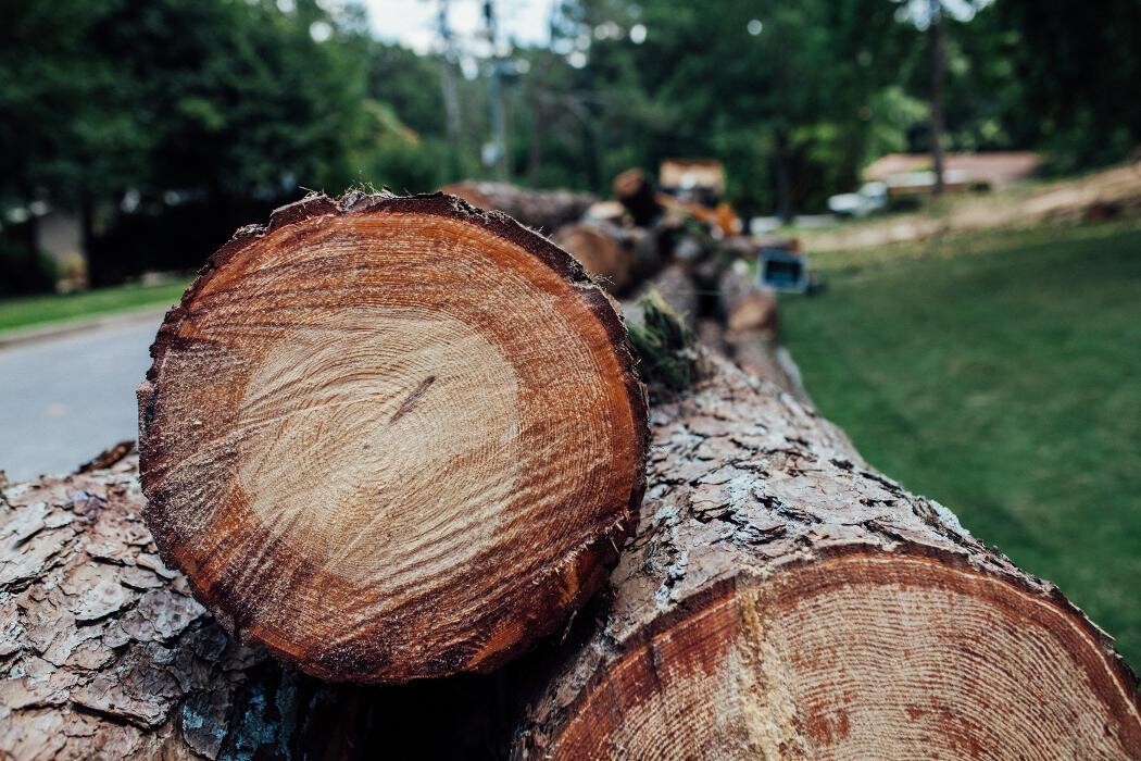 Images Top Tier Trees