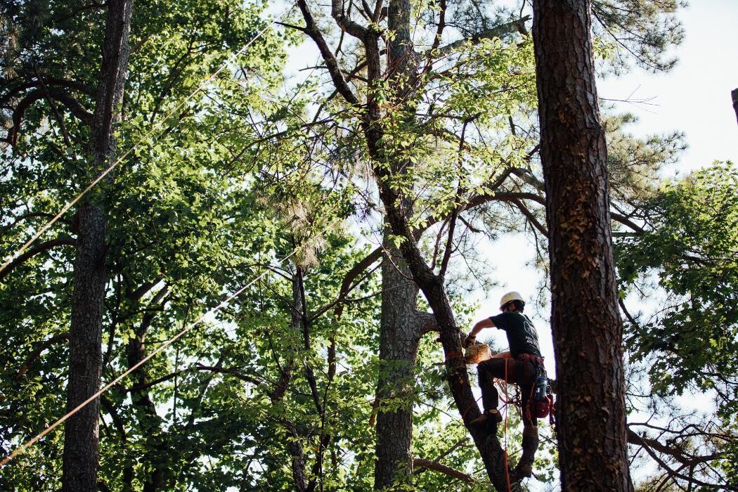 Images Top Tier Trees