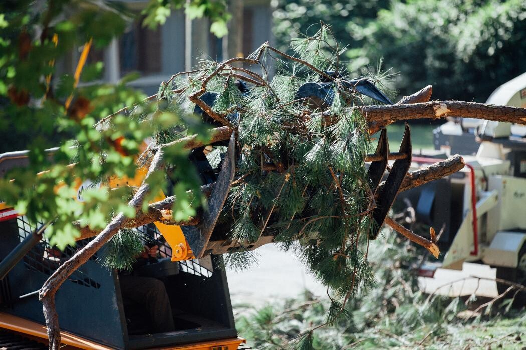 Images Top Tier Trees