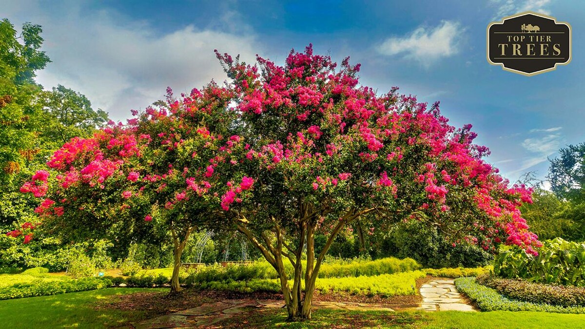 Images Top Tier Trees