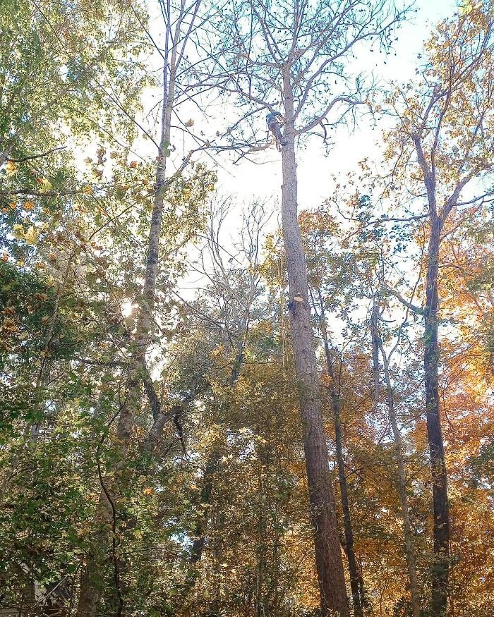 Images Top Tier Trees