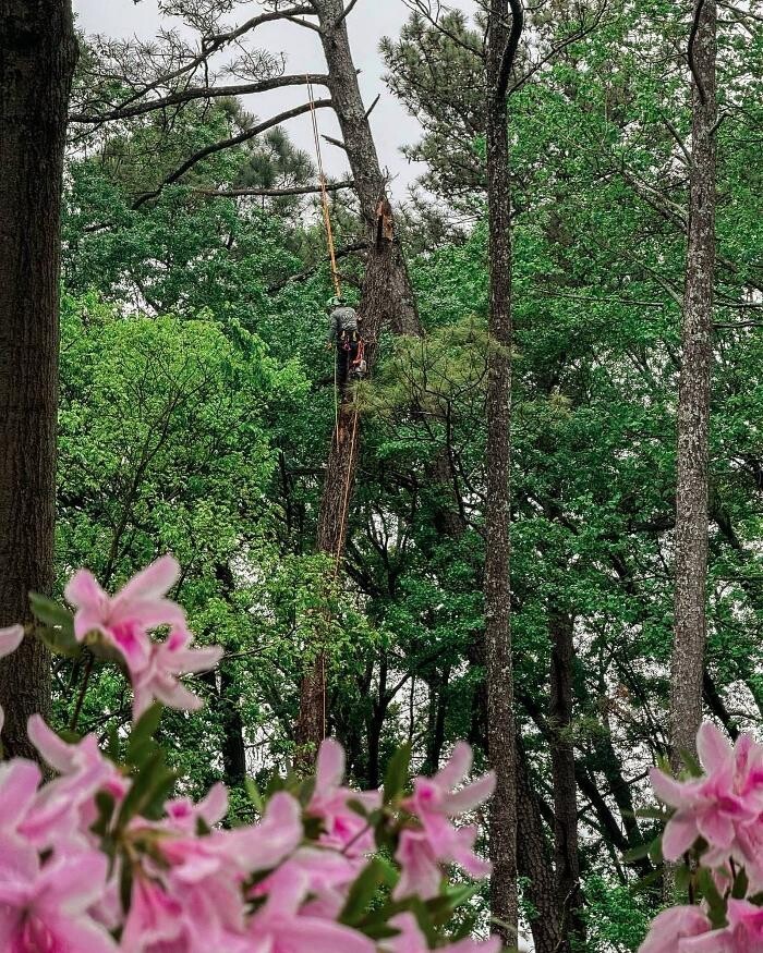 Images Top Tier Trees