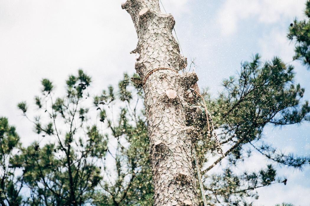 Images Top Tier Trees
