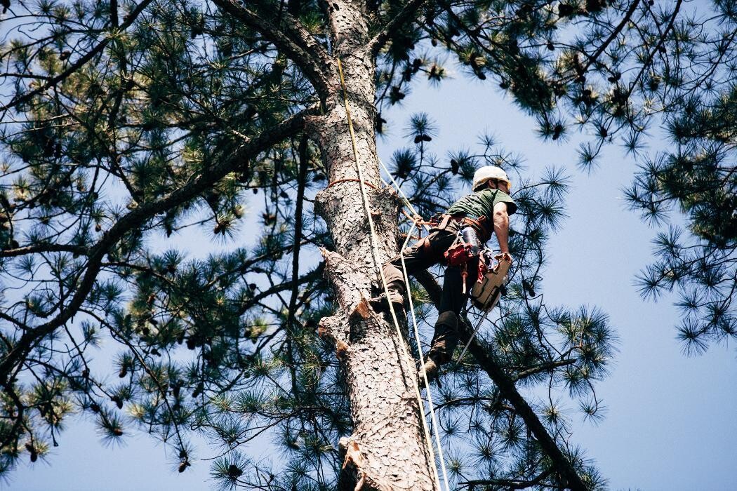 Images Top Tier Trees