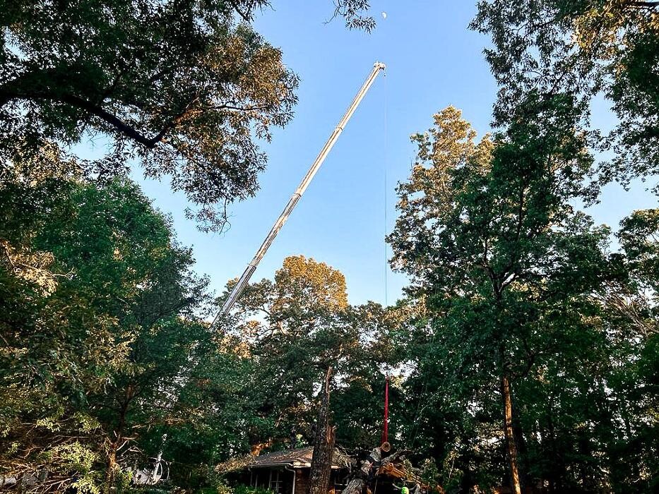 Images Top Tier Trees