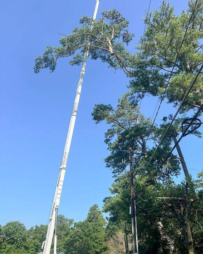 Images Top Tier Trees