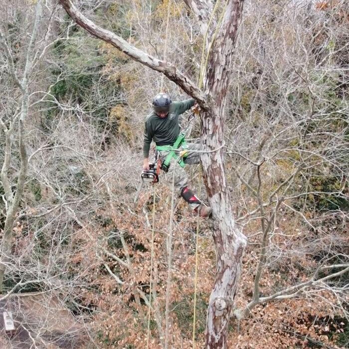 Images Top Tier Trees