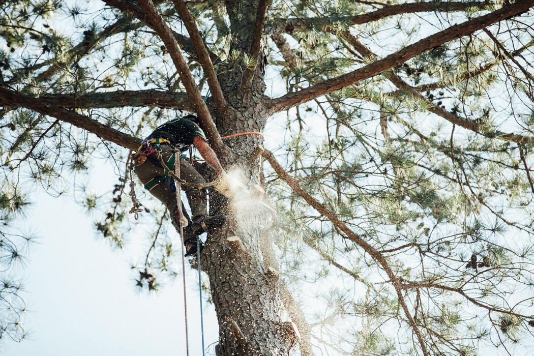 Images Top Tier Trees