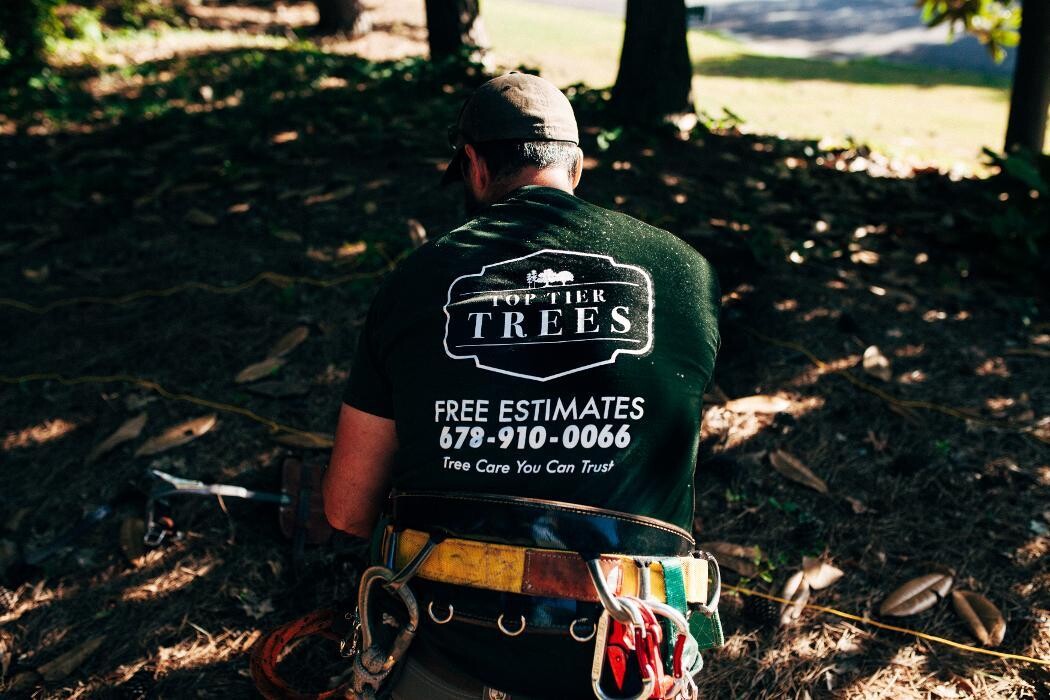Images Top Tier Trees