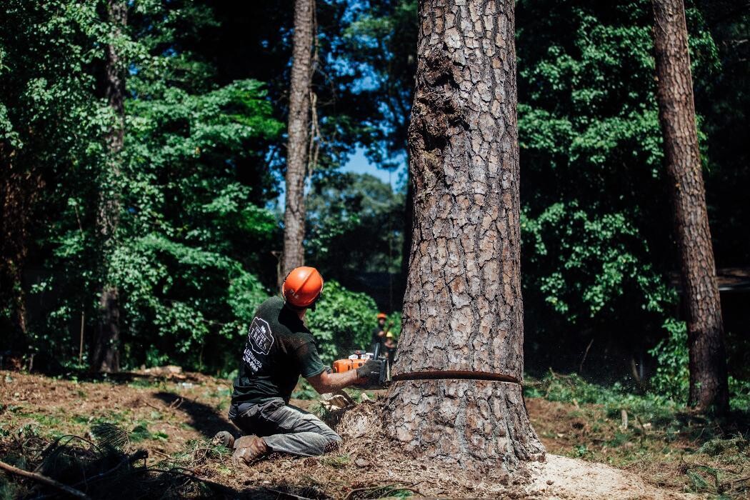 Images Top Tier Trees