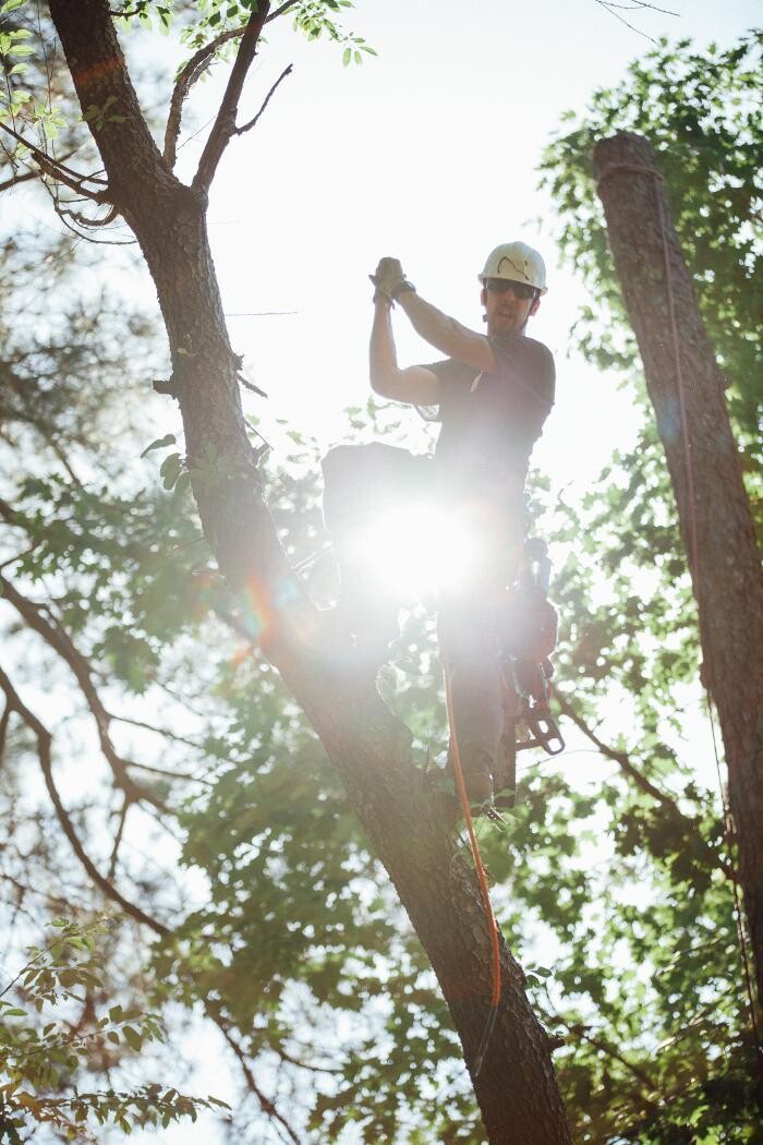 Images Top Tier Trees