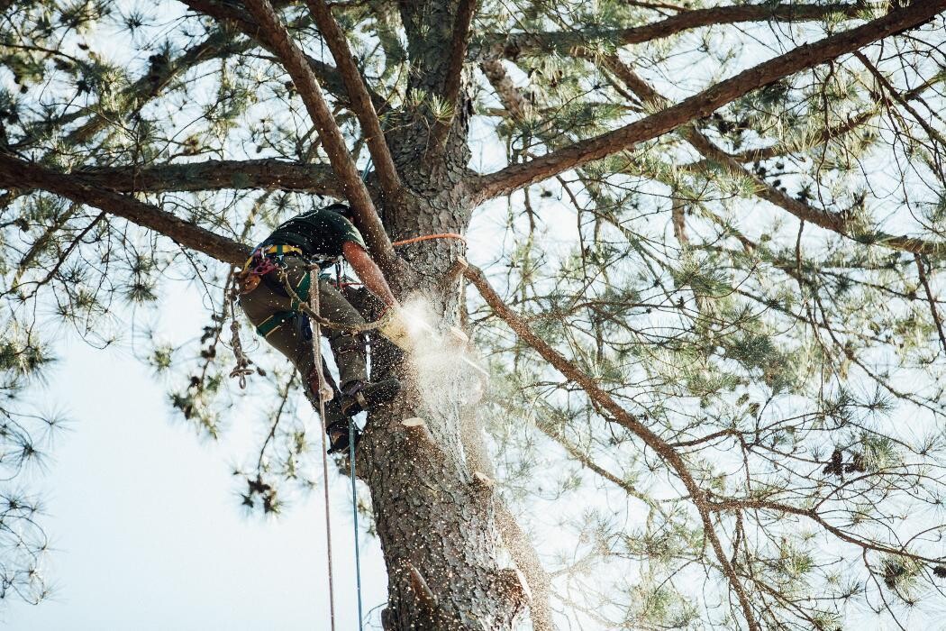 Images Top Tier Trees