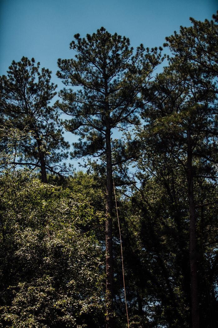 Images Top Tier Trees