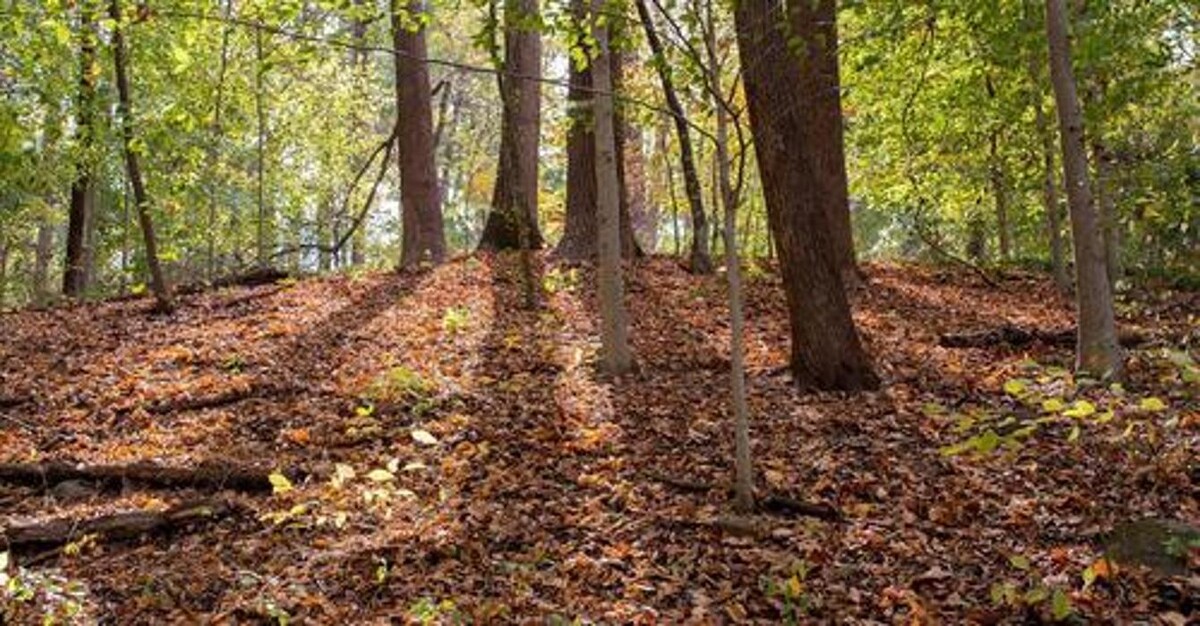 Images Top Tier Trees