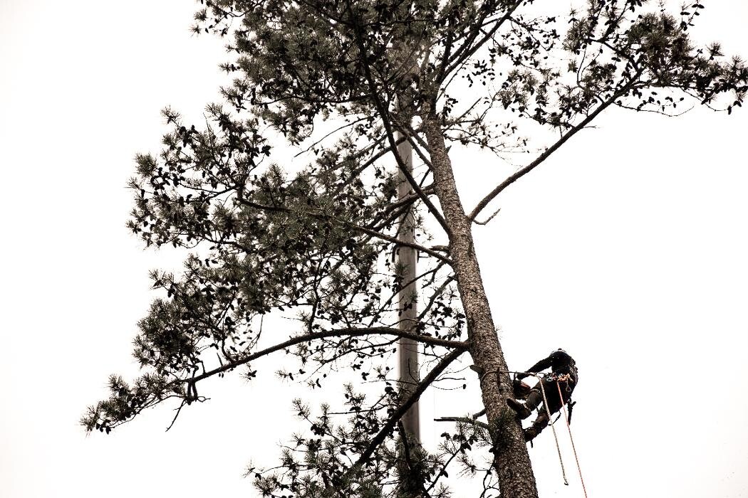 Images Top Tier Trees