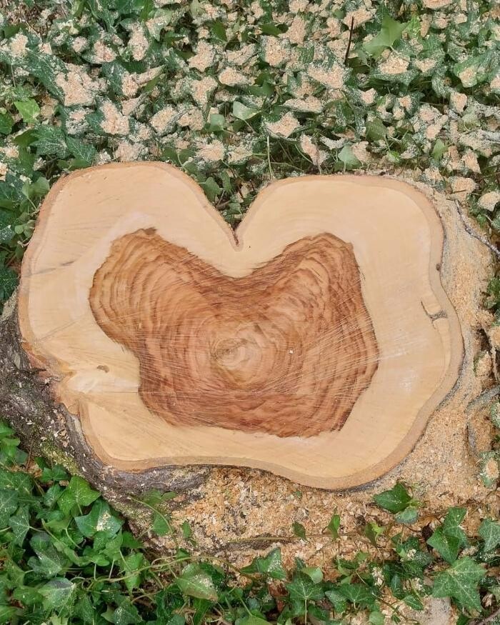 Images Top Tier Trees