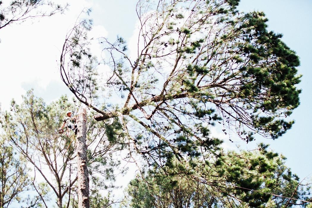 Images Top Tier Trees