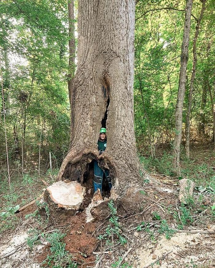 Images Top Tier Trees