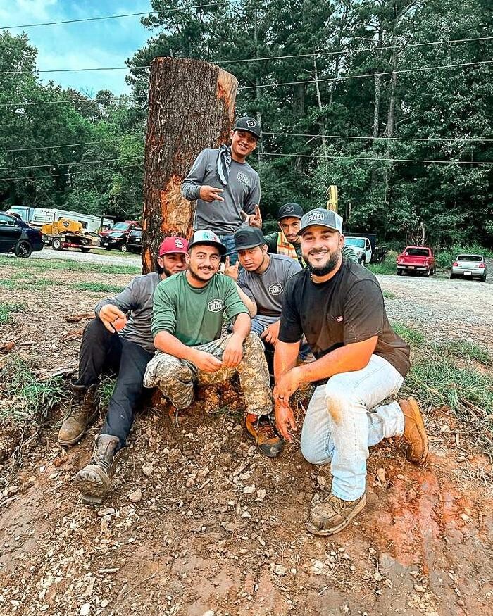 Images Top Tier Trees