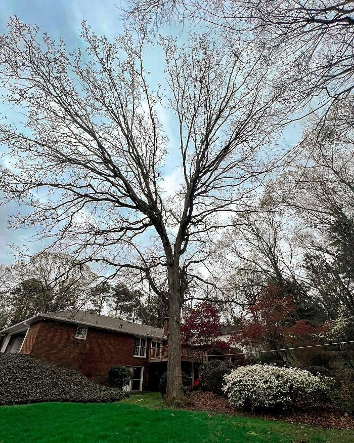 Images Top Tier Trees