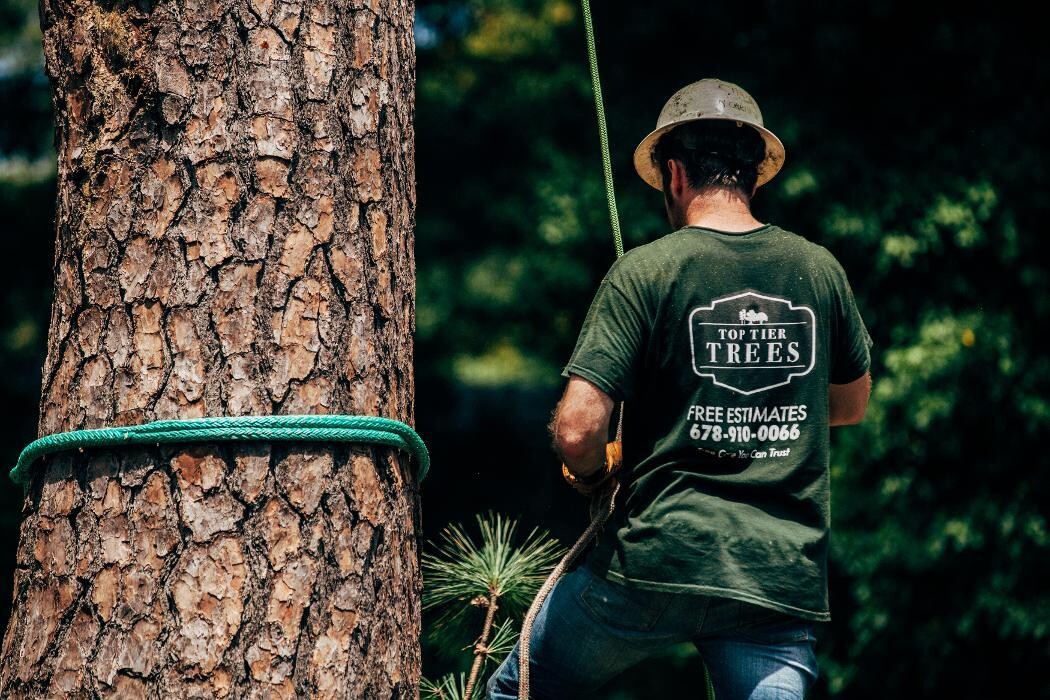 Images Top Tier Trees