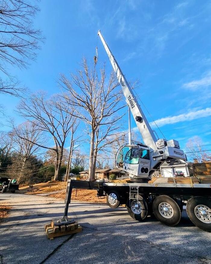 Images Top Tier Trees