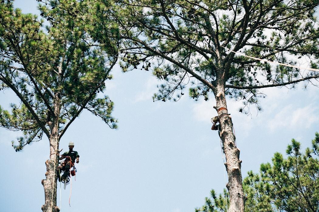 Images Top Tier Trees