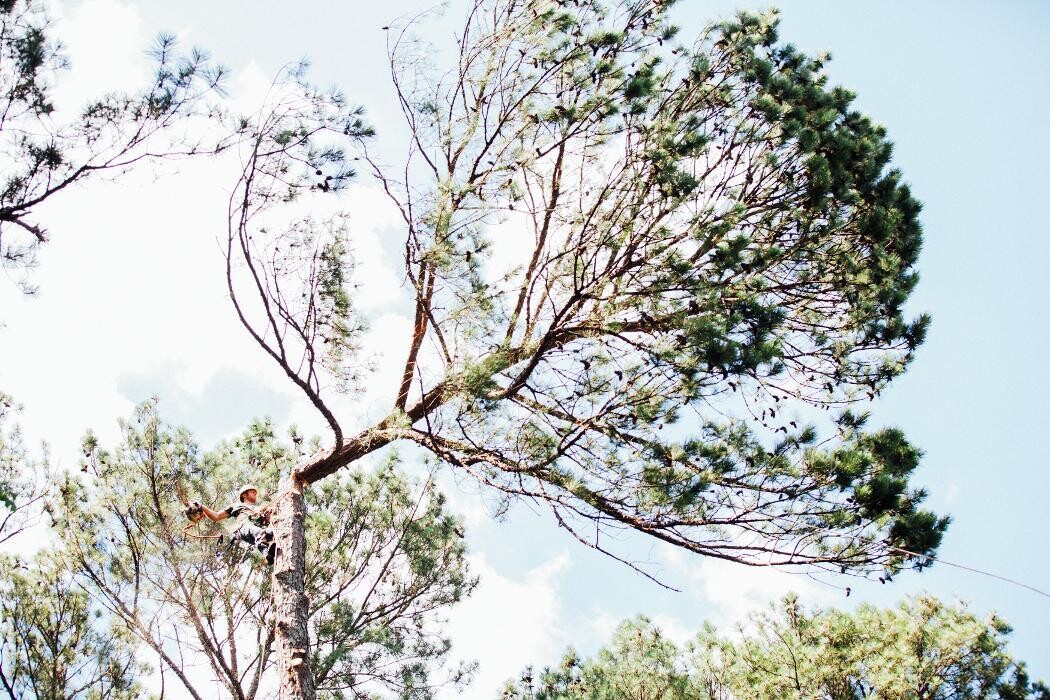 Images Top Tier Trees