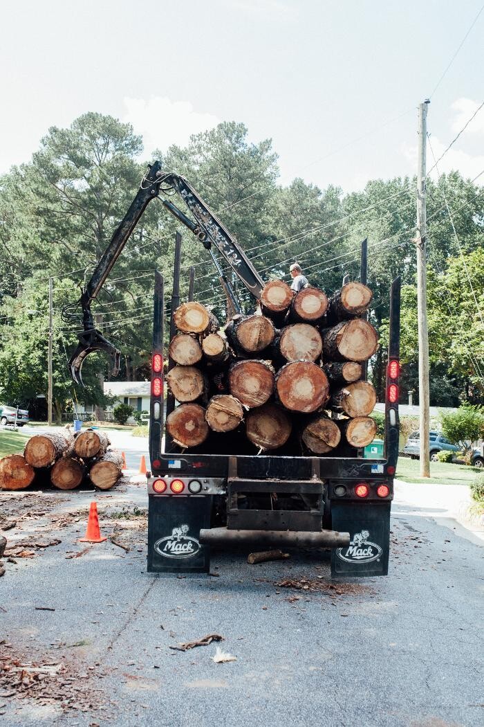 Images Top Tier Trees