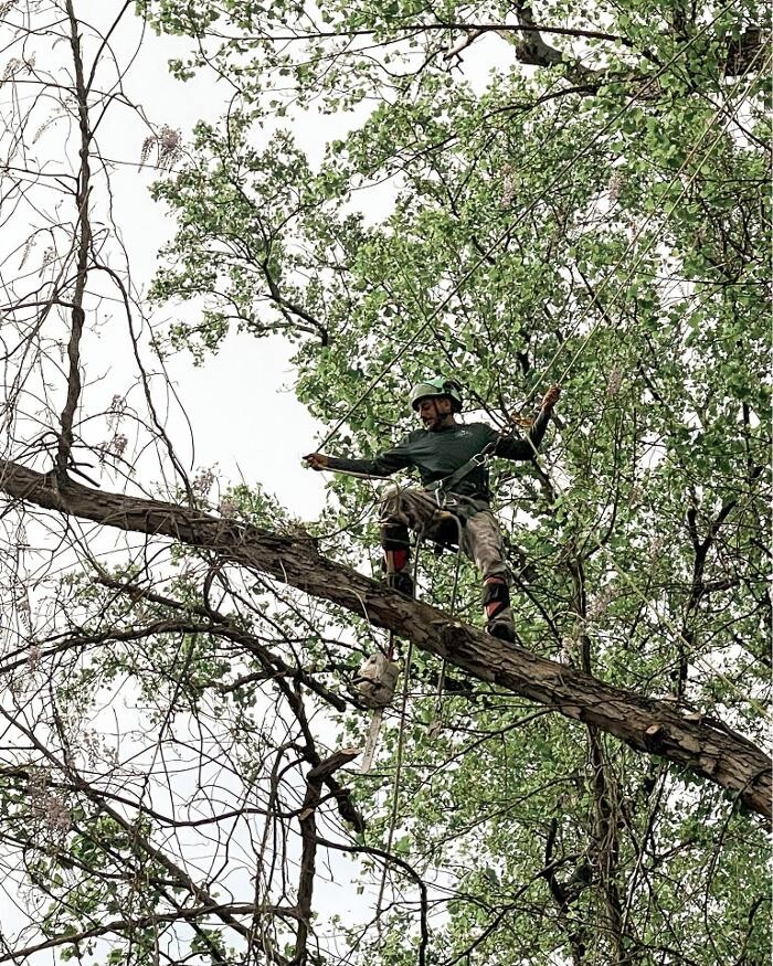 Images Top Tier Trees