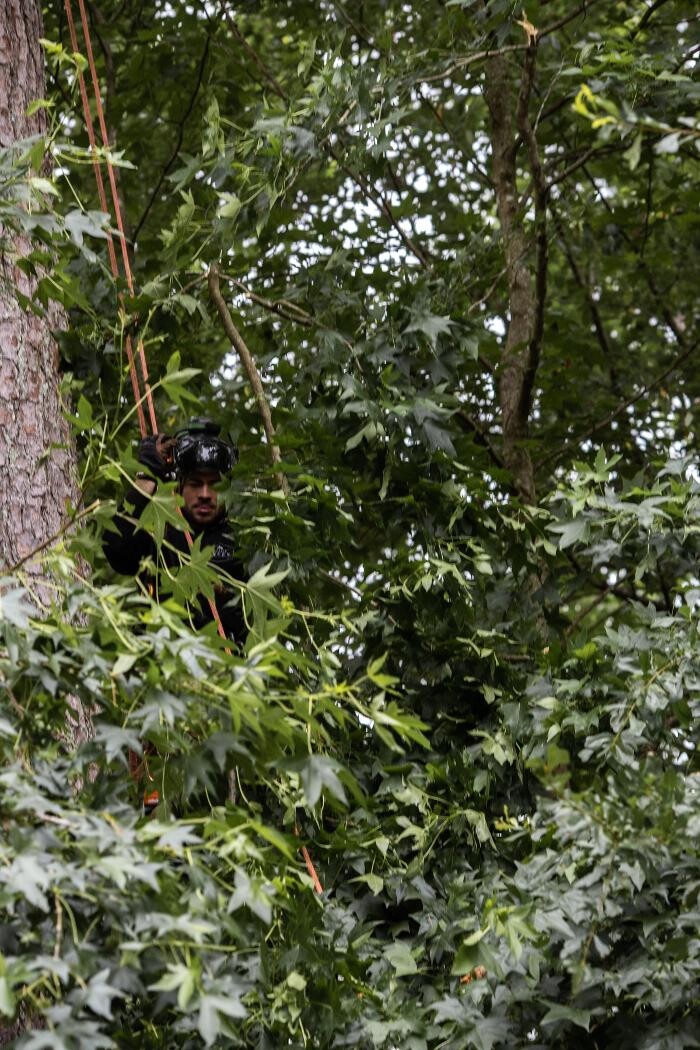 Images Top Tier Trees