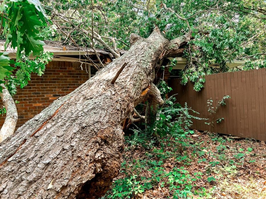 Images Top Tier Trees