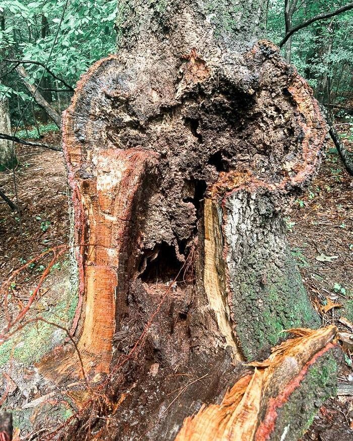 Images Top Tier Trees