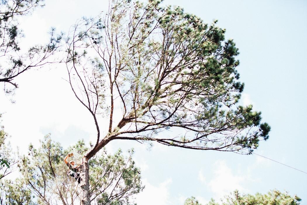 Images Top Tier Trees