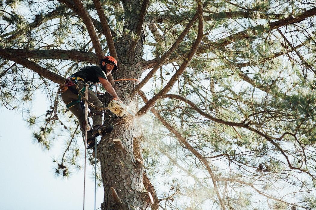 Images Top Tier Trees