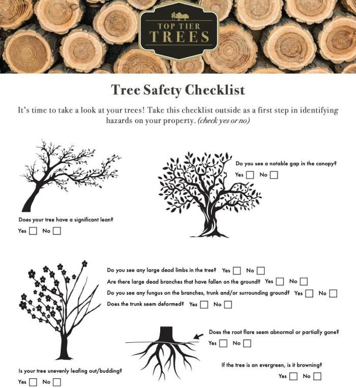 Images Top Tier Trees