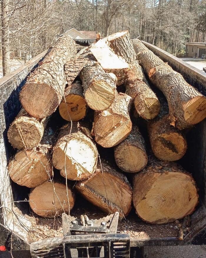 Images Top Tier Trees