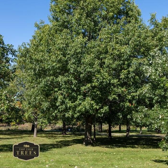 Images Top Tier Trees