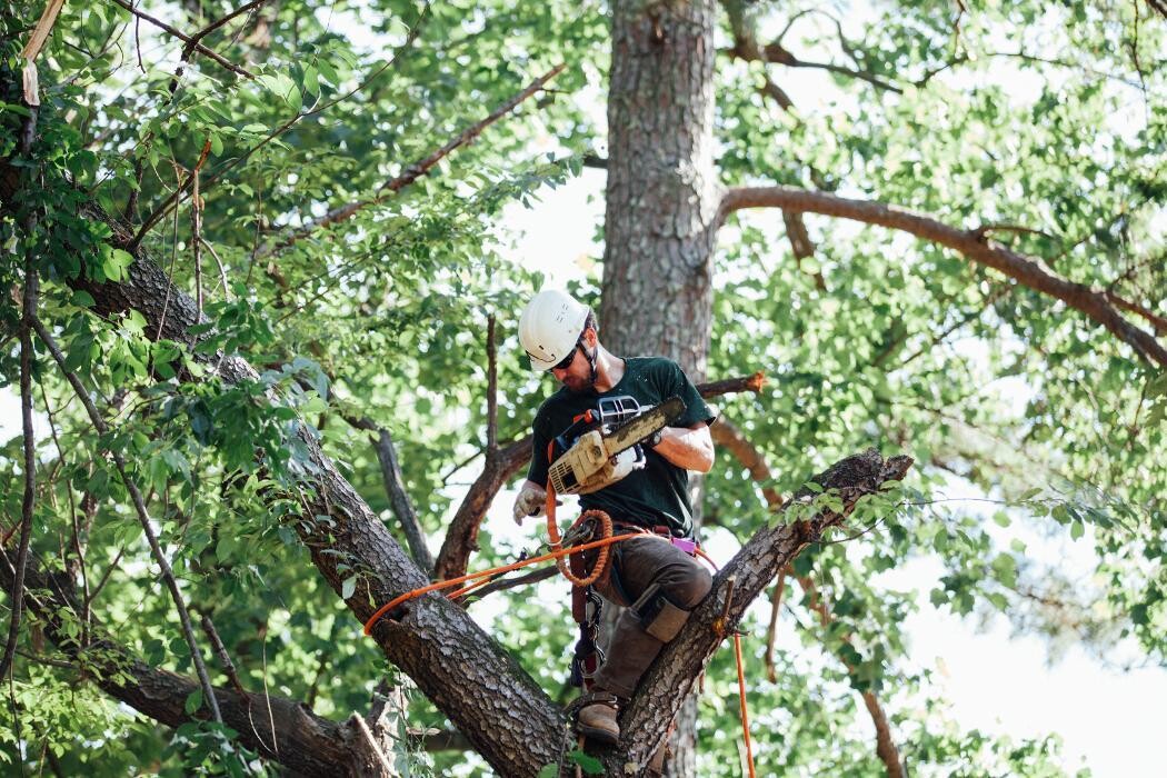 Images Top Tier Trees